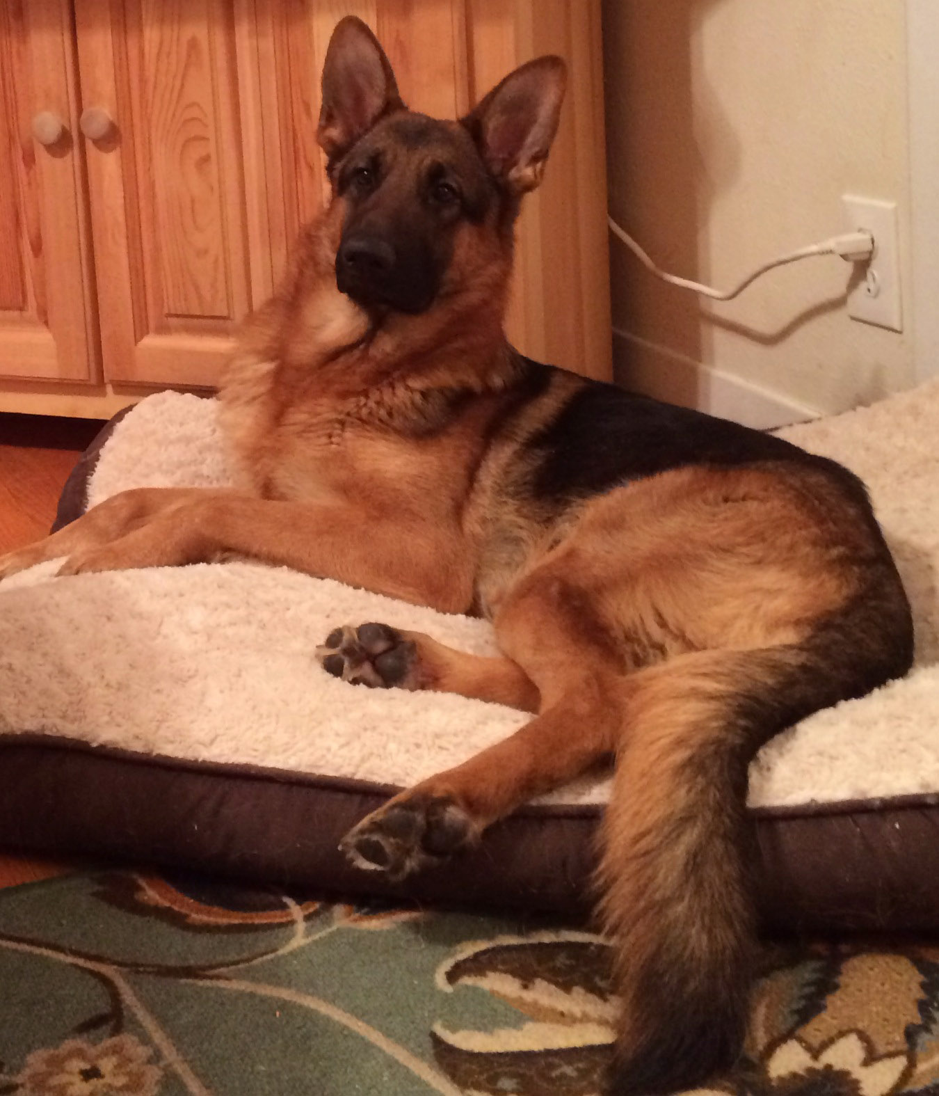 German shepherd in outlet bed